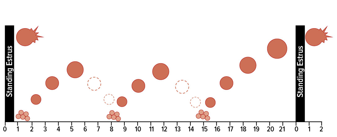 Graph with two black bars on each side and three groups of red dots representing the fertilization cycle.